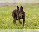 Small Mutt