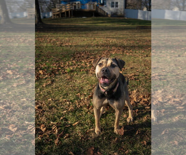 Medium Photo #9 Mutt Puppy For Sale in Chester, NJ, USA