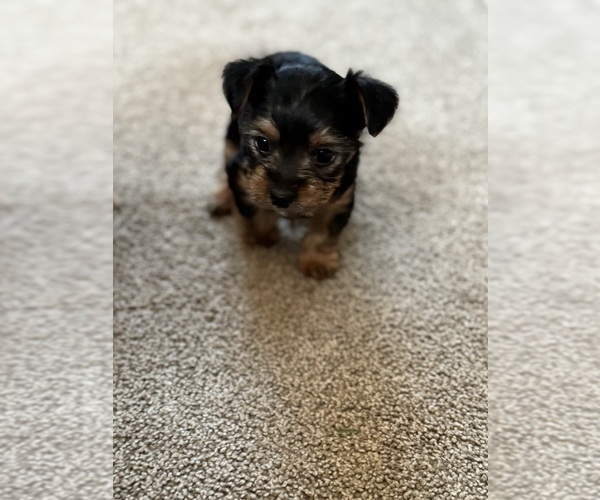 Medium Photo #5 Yorkshire Terrier Puppy For Sale in GILBERT, AZ, USA