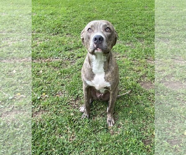 Medium Photo #14 Staffordshire Bull Terrier-Unknown Mix Puppy For Sale in Spring, TX, USA