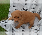 Small #3 Golden Retriever