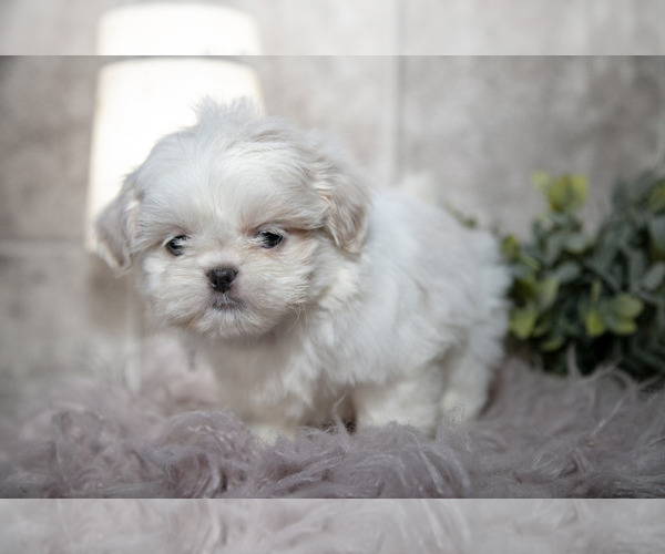 Medium Photo #3 Shih Tzu Puppy For Sale in CLARE, MI, USA