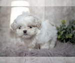 Small #2 Shih Tzu