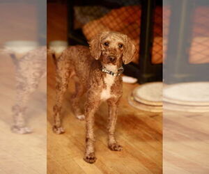 Poodle (Miniature)-Unknown Mix Dogs for adoption in Duluth, MN, USA