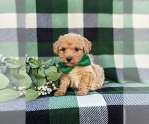 Bichpoo-Poodle (Miniature) Mix Puppy for sale in KIRKWOOD, PA, USA