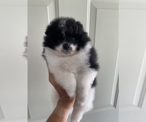 Pomeranian Puppy for sale in PELZER, SC, USA