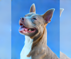 Mutt Dogs for adoption in Pasadena, CA, USA