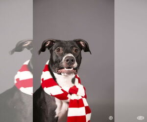 Prince - Male Labrador Retriever-Unknown Mix Dog for Adoption - Photo #19