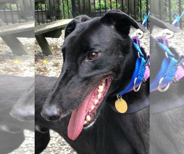 Medium Photo #2 Greyhound Puppy For Sale in Cherry Hill, NJ, USA