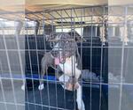 Small American Pit Bull Terrier