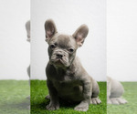 Small Photo #9 French Bulldog Puppy For Sale in DANIA, FL, USA