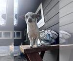 Small Chihuahua