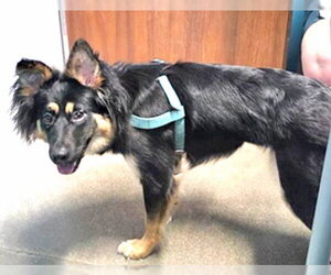 German Shepherd Dog-Unknown Mix Dogs for adoption in Houston, TX, USA