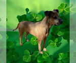 Small #17 Bullmastiff-German Shepherd Dog Mix