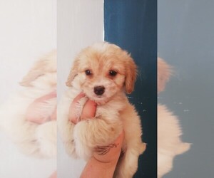 Maltipoo-Poodle (Standard) Mix Puppy for sale in TULARE, CA, USA