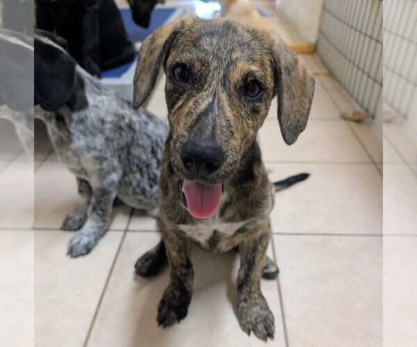 Medium Photo #3 Mountain Cur Puppy For Sale in Green Forest, AR, USA