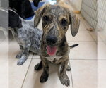 Small #2 Mountain Cur