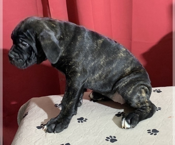 Medium Photo #108 Cane Corso Puppy For Sale in COTTAGE GROVE, OR, USA