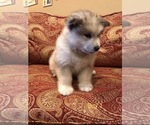 Small Photo #6 Alaskan Malamute Puppy For Sale in HENNESSEY, OK, USA