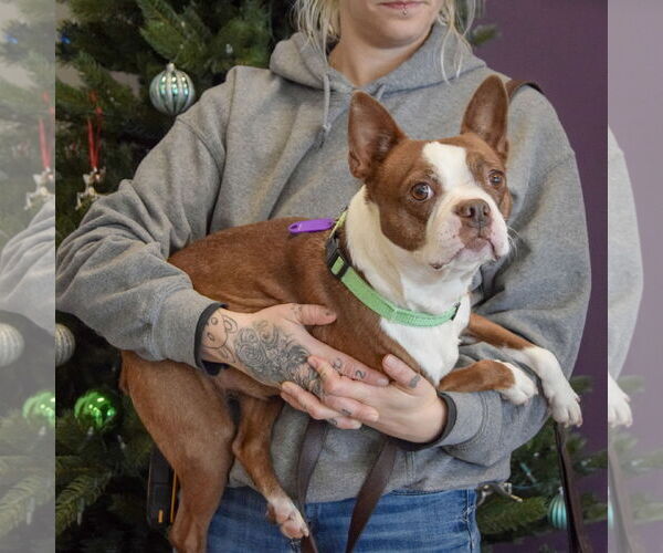 Medium Photo #2 Boston Terrier Puppy For Sale in Huntley, IL, USA
