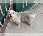 Small Mutt