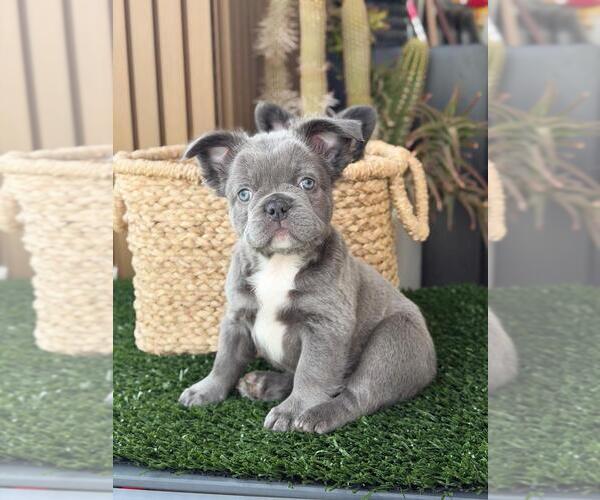 Medium Photo #5 French Bulldog Puppy For Sale in NOGALES, AZ, USA