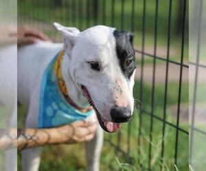 Bull Terrier-Unknown Mix Dogs for adoption in San Antonio, TX, USA