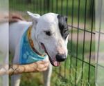 Small Bull Terrier Mix