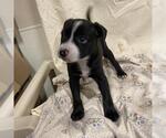 Small Chihuahua Mix