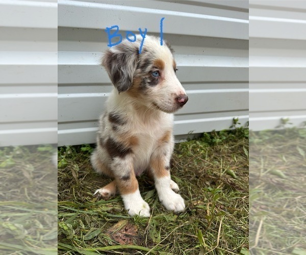 Medium Photo #7 Australian Shepherd Puppy For Sale in HYDEN, KY, USA