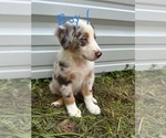 Litter of 7 - Male(s) and Female(s) Australian ShepherdLitter of Puppies for Sale - Photo #7