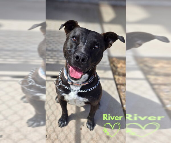 Medium Photo #6 Mutt Puppy For Sale in Monte Vista, CO, USA