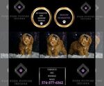 Puppy Tabasco AKC Poodle (Toy)