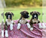 Small Photo #1 Boxer Puppy For Sale in ELDON, MO, USA
