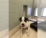 Small #1 Labrador Retriever Mix