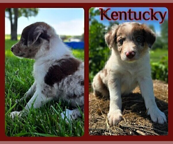 Medium Photo #19 Border Collie Puppy For Sale in BROOKFIELD, MO, USA