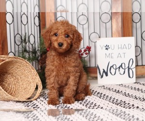 Goldendoodle Puppy for sale in NAPLES, FL, USA