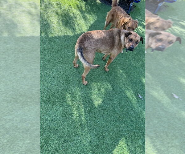 Medium Photo #7 Black Mouth Cur-Rhodesian Ridgeback Mix Puppy For Sale in Woodland Hills, CA, USA