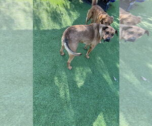 SIMBA - Male Black Mouth Cur-Rhodesian Ridgeback Mix Dog for Adoption - Photo #7