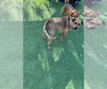 Small Photo #7 Black Mouth Cur-Rhodesian Ridgeback Mix Puppy For Sale in Woodland Hills, CA, USA