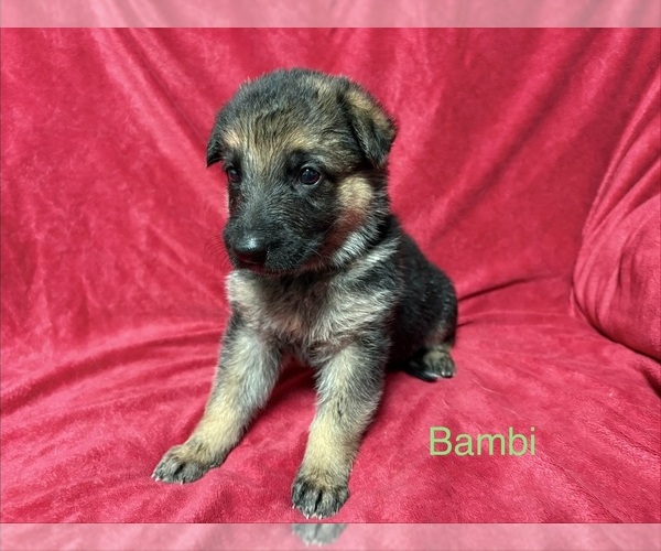 Medium Photo #1 German Shepherd Dog Puppy For Sale in METAMORA, MI, USA