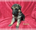 Puppy 5 German Shepherd Dog