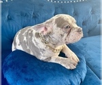 Small Photo #4 French Bulldog Puppy For Sale in OAKLAND, CA, USA