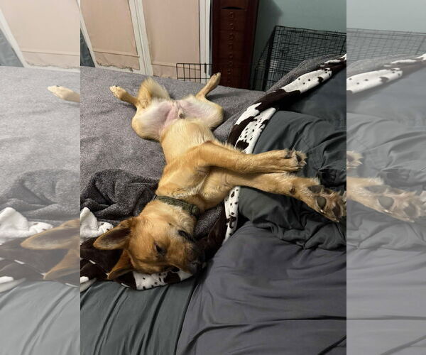 Medium Photo #3 German Shepherd Dog-Unknown Mix Puppy For Sale in Polson, MT, USA