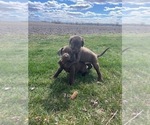 Small Photo #12 Labrador Retriever Puppy For Sale in JANESVILLE, WI, USA