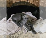Puppy SOLD Irish Dane