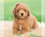 Small #1 Poodle (Toy)