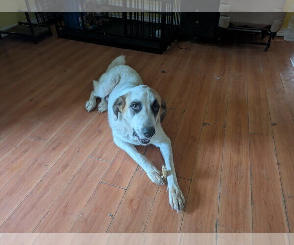 Medium Photo #1 Great Pyrenees Puppy For Sale in Orange Grove, TX, USA