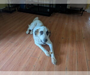 Great Pyrenees Dogs for adoption in Orange Grove, TX, USA