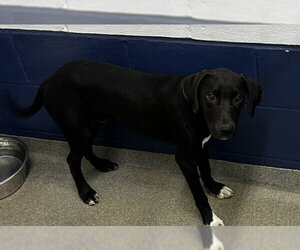 Labrador Retriever-Unknown Mix Dogs for adoption in Sterling, MA, USA